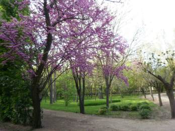 aranjuez-árbol primavera4